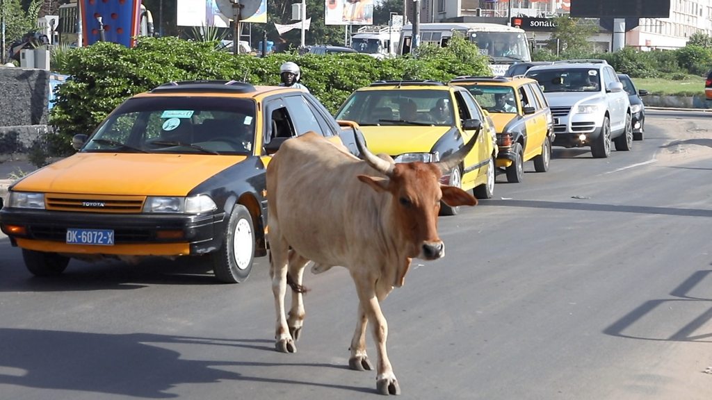 L’élevage de vaches en banlieue de Dakar : une pratique ancestrale devenue danger public