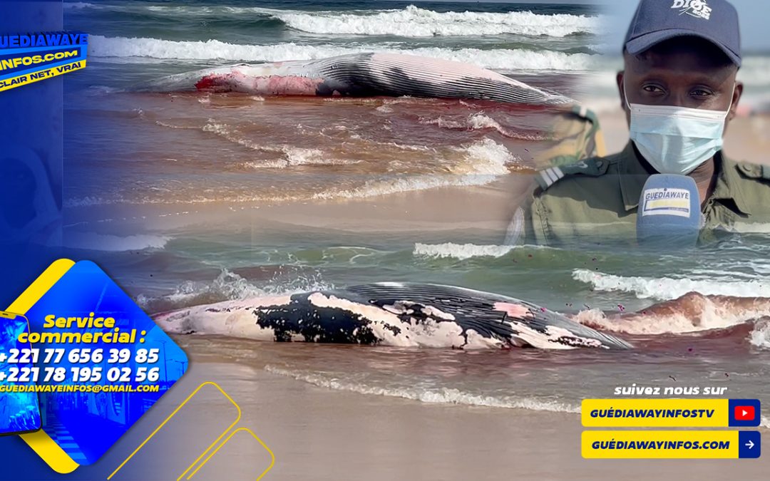 (video) Guédiawaye : Une baleine à bosse retrouvée morte sur la plage