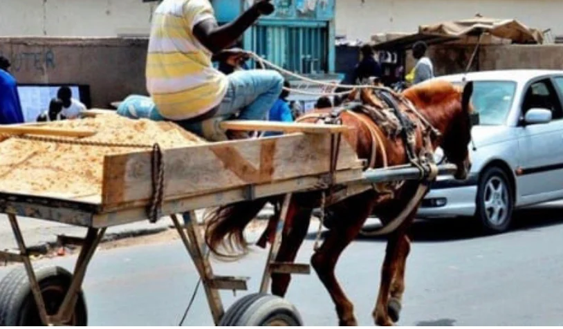 Dakar, capitale des chevaux immobiles : quand la survie des hommes martyrise les bêtes et salit la ville