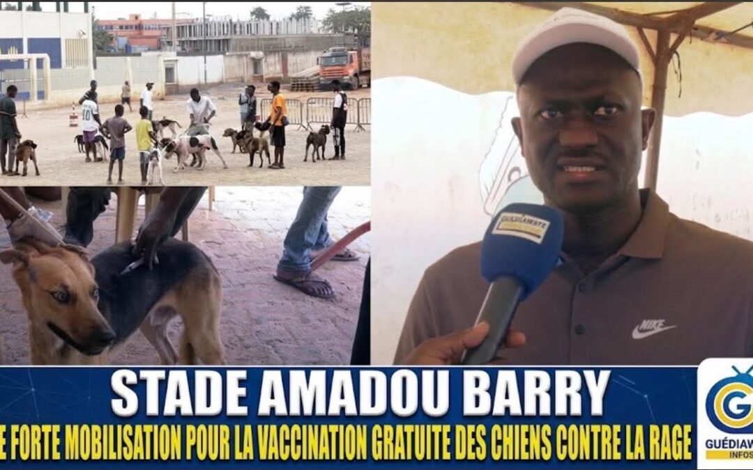 Guédiawaye : Plus de 150 chiens vaccinés contre la rage lors d’une journée de vaccination gratuite